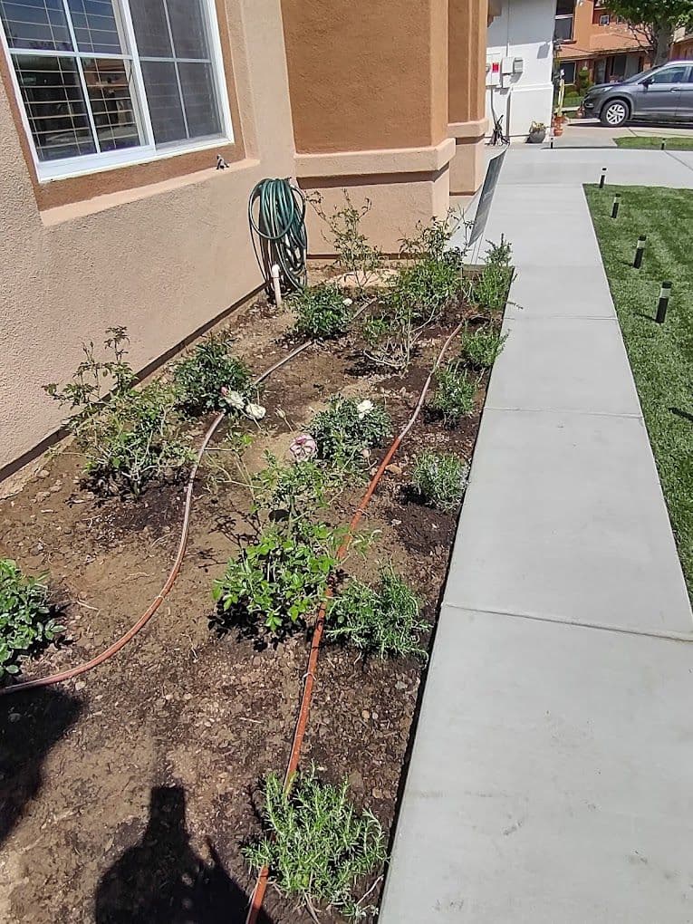 Flower bed with new plants and irrigation system beside a concrete walkway and house.