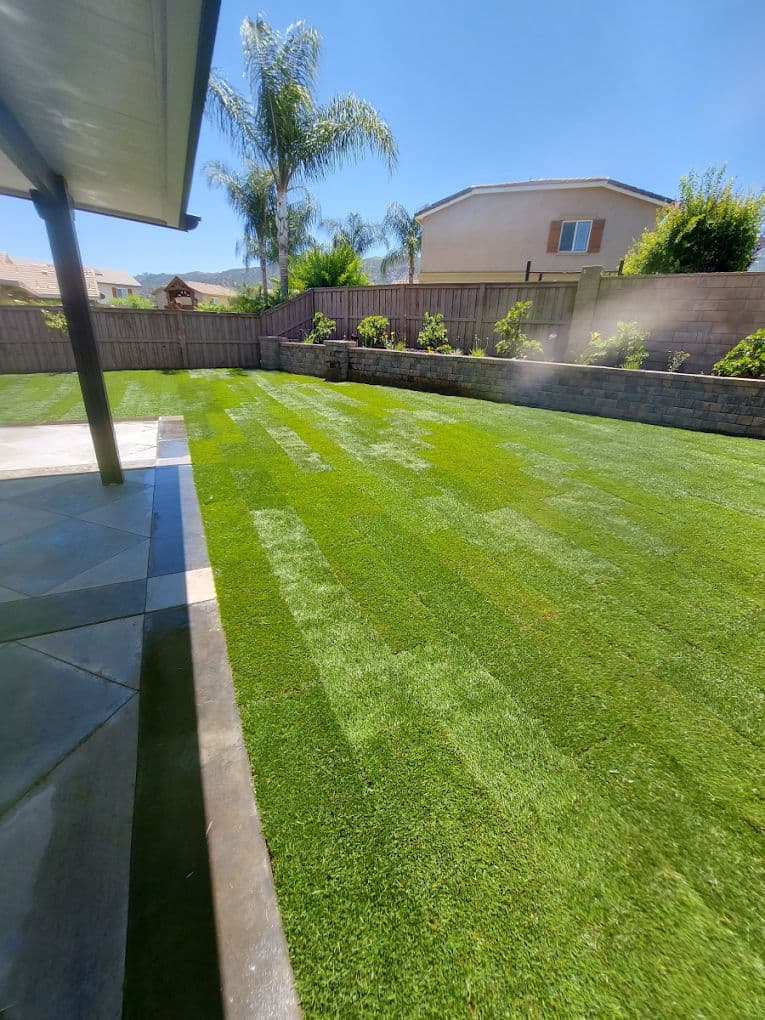 Lush green backyard lawn with palm trees and a clear blue sky on a sunny day.