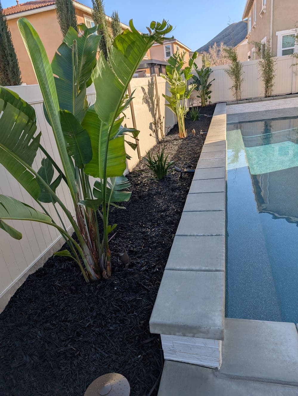 Lush banana plants alongside a pool with a modern concrete edge in a backyard landscape.