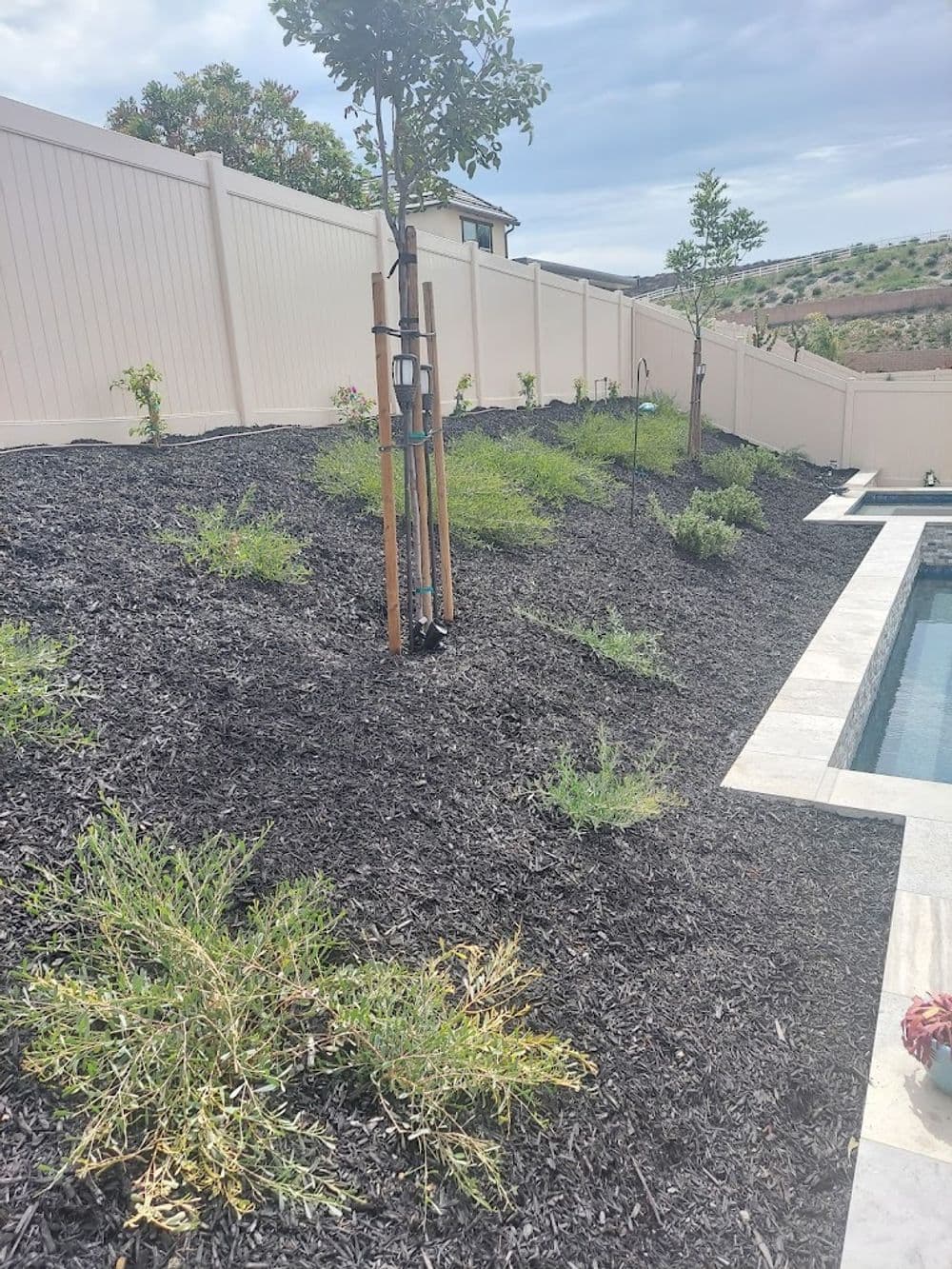 Mulched garden area with young trees and a swimming pool, set against a beige fence.