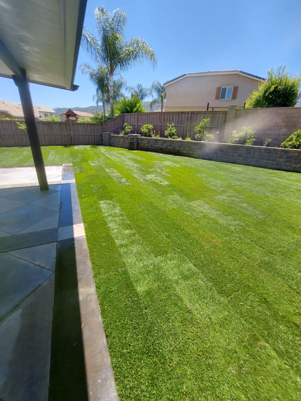 Lush green backyard lawn with manicured grass and palm trees under a clear blue sky.